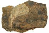 Fossil Ginkgo Leaf From North Dakota - Paleocene #215470-1